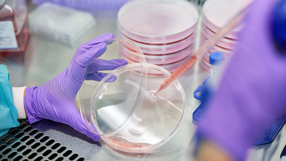 A scientist uses a pipette in the lab.